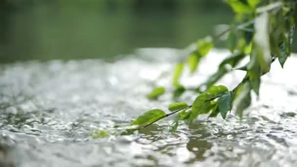 緑の葉を流れる水の終わり 深い森の中を流れる清流 自然のスローモーション — ストック動画