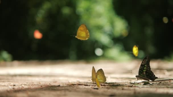 Fjärilar Flyger Naturen Grön Skog Bakgrund Närbild Slow Motion — Stockvideo