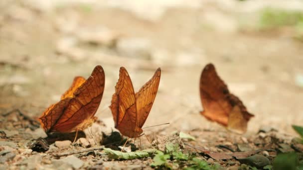 Vlinders Plassen Grond Het Bos Vlinders Zwermen Eet Mineralen — Stockvideo