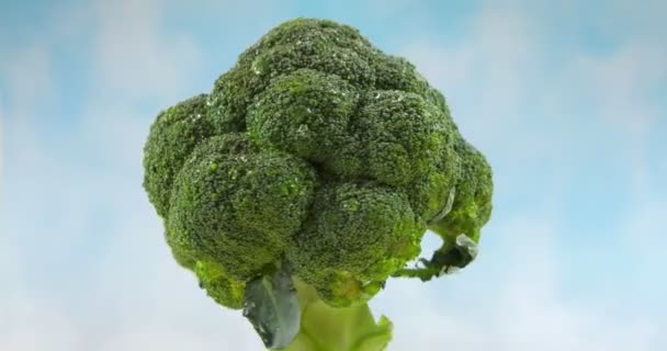 Broccoli Verdi Freschi Rotanti Fondo Blu Verdure Salute — Video Stock