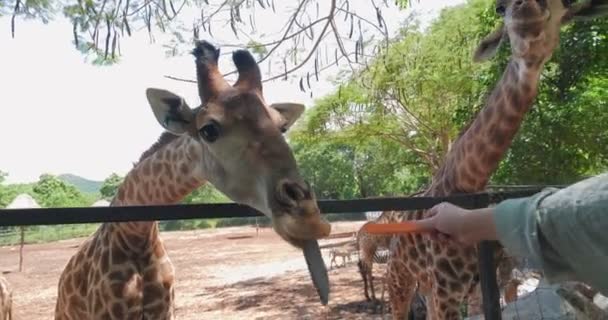 Hand Turist Utfodring Giraff Stack Tungan Äta Morötter Zoo Thailand — Stockvideo