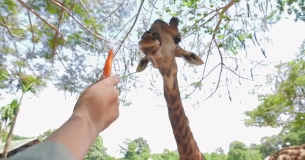 Hand Van Toeristische Voedende Giraffe Stak Zijn Tong Uit Het — Stockvideo