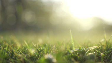 Özet bulanık ve bulanık yeşil yaprak arka plan güneş ışığı altında arka plan doğal bitki manzarası, ekoloji konsepti olarak kullanılarak bokeh ve kopyalama alanı altında.