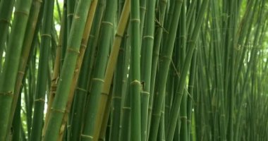 Bambu ormanında bambu dalı, güzel yeşil doğa. Kapat.