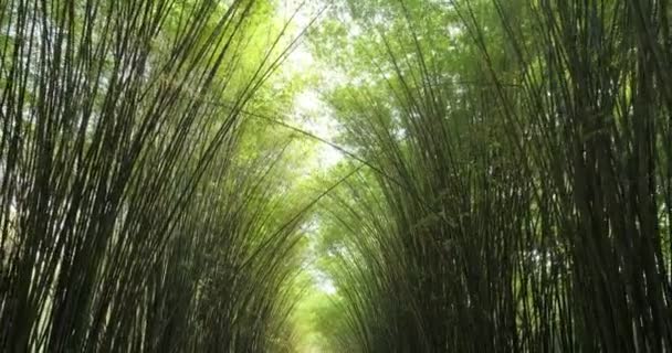 Vista Hacia Arriba Rama Bambú Verde Con Luz Solar Natural — Vídeo de stock