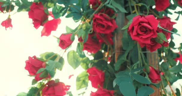 Όμορφο Κόκκινο Τριαντάφυλλο Ανθίζει Φωτοβολίδα Στον Κήπο Του Καλοκαιριού Τριαντάφυλλα — Αρχείο Βίντεο