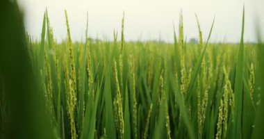 Pirinç tarlasının yakınında pirinç tarlasında rüzgarla savruluyor. Tayland kırsalında pirinç tarlası. Yavaş çekim.