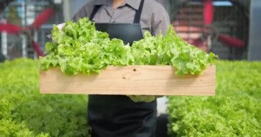 Yeşil meşe sebzelerini hasat eden ve hidroponik sera çiftliğinde yürüyen bir çiftçinin eli tüketicilere iletildi. Tarım sektörü.
