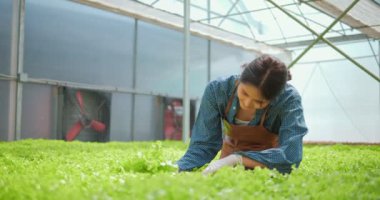 Eldivenli Asyalı kadın çiftçi, serada toplanan yeşil meşe ağacıyla çalışıyor. Bahçıvan, çiftlikte taze tarım ürünlerinin kalitesini inceliyor. Organik sebzeler suda yetişir..