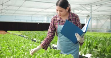 Asyalı kadın çiftçi sera çiftliğindeki organik bitki bahçesinin kalitesini ve miktarını kontrol ediyor. Organik sebzeler su ve tarım sektöründe yetiştirilir..