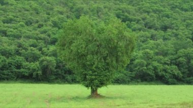 Çayırda kalp şeklinde bir ağaç, dünya çevre günü konsepti..