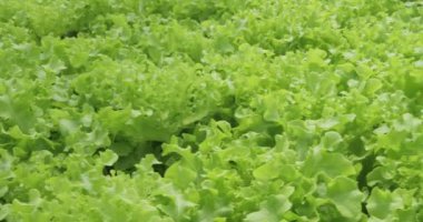 Organik yeşil meşe marulu tarlasını kapatın, çünkü marul ya da salata sebze bahçesi desenli arka plan, hidroponik tarım kavramını.