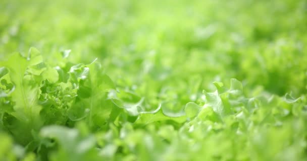 Primo Piano Fresca Insalata Lattuga Verde Quercia Che Cresce Giardino — Video Stock