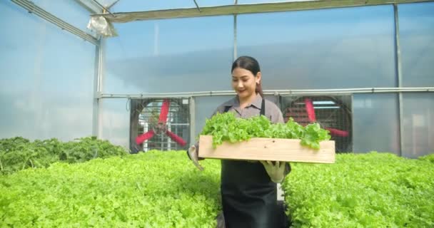 Asian Woman Farmers Carrying Box Harvesting Green Oak Vegetable Walking — Stock Video