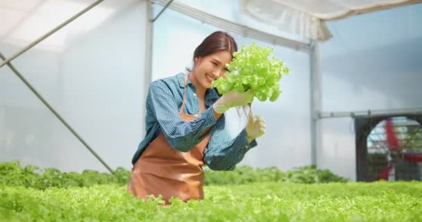 与温室收获的绿橡木一起在水栽园中工作的可爱的亚洲女农民 园艺师检查农场新鲜农产品的质量 在水中种植有机蔬菜 — 图库视频影像