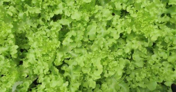 Draufsicht Rotation Der Bio Grünen Eiche Salatfeld Cos Salat Oder — Stockvideo