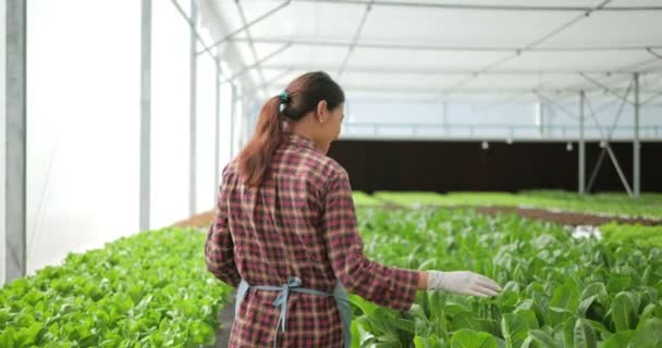 Asian Female Farmer Checking Quality Quantity Organic Hydroponic Vegetable Garden — Stock Video
