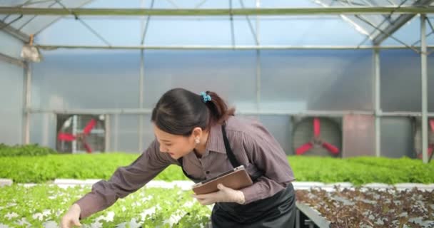 Asian Female Farmer Using Tablet Check Quality Quantity Organic Green — Stock Video