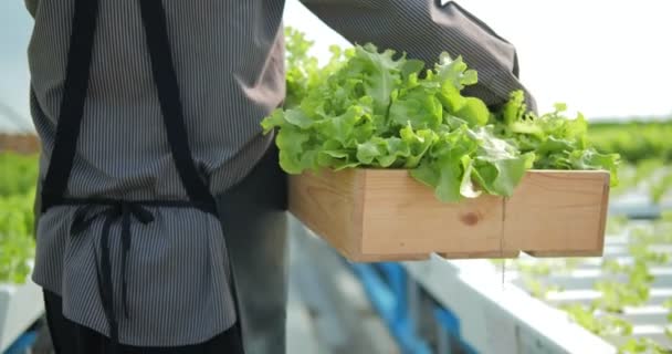 Çiftçi Hidroponik Sera Çiftliğinde Yürüyen Organik Yeşil Salata Sebzelerini Tüketicilere — Stok video