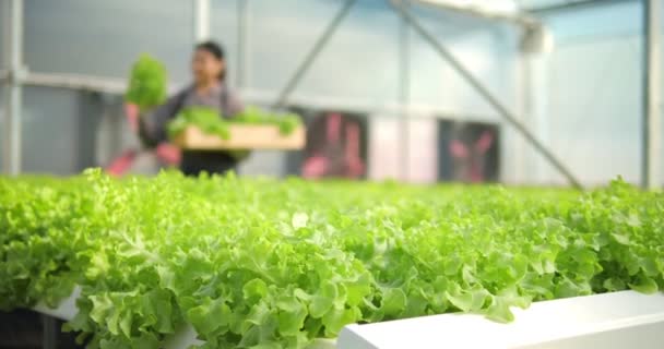 Organic Green Oak Lettuce Field Salad Farmer Harvested Hydroponic Greenhouse — Stock Video