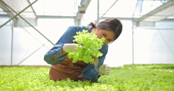 Asian Woman Harvesting Salad Hydroponics Farm Concept Growing Organic Vegetables — Stock Video