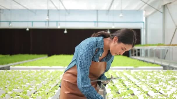 亚洲女农民使用石碑检查温室农场有机绿色橡木水栽菜园的质量和数量 有机蔬菜在水中种植 农业经营 — 图库视频影像