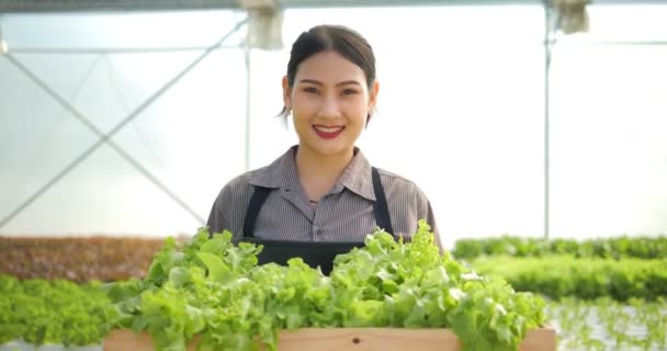 Asian Farmer Holding Organic Green Salad Vegetable Wooden Box Walking — Stock Video