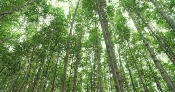 カメラは上を見上げ 緑の森の木々の下を動きます 木の枝や葉には光線があります 森の中の美しい自然の夏の朝 — ストック動画