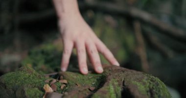 El, ormandaki tropikal yeşil ağacın kökündeki yosunlara hafifçe dokunuyor. Doğal koruma kavramı. Büyülü orman. Kapatın. Yavaş çekim
