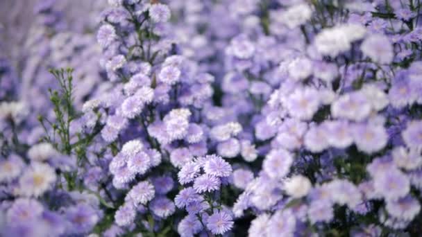 Violet Pink Margaret Flowers Field Blooming Garden Close Beautiful Fresh — Stock Video