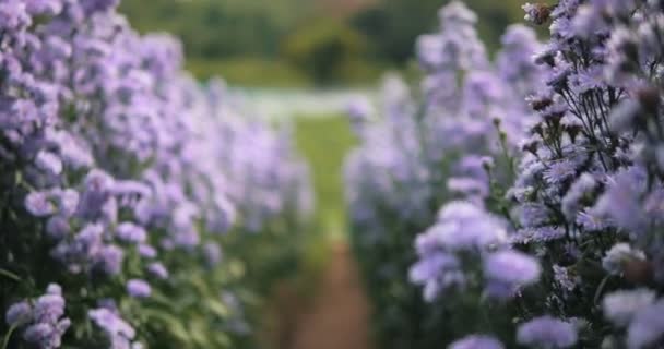 바이올렛 마거릿 정원에서 피어나고 있습니다 아름답고 자주색 마가렛 자연광으로 가까이 — 비디오