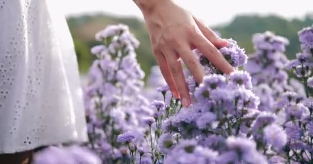 Рука Женщины Нежно Касается Верхушек Фиолетового Цветочного Поля Маргарет Вид — стоковое видео