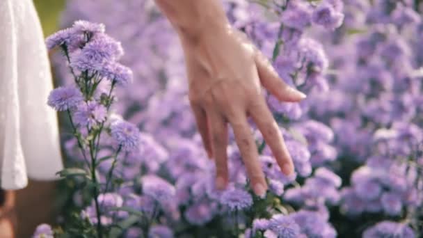Рука Женщины Нежно Касается Верхушек Фиолетового Цветочного Поля Маргарет Вид — стоковое видео