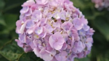 Ortanca çiçeği (Hydrangea makrophylla) bahar ve yaz aylarında bir bahçede çiçek açar. Ortanca macrophylla Ortensiya çiçeklerinin güzel çalısı