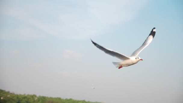 Slow Motion Seagull Flying Ocean Coast Beautiful Blue Sky Close — Stock Video