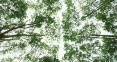 Kamera yukarı bakar ve yeşil renkli kauçuk ağaçların altında hareket eder. Ağaç dalları ve yaprakları ağaçların perspektifi ile güzel doğal manzara..