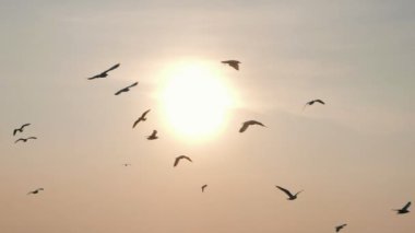 Martı kuşunun siluetleri gün batımında yavaş çekimde uçuyor..