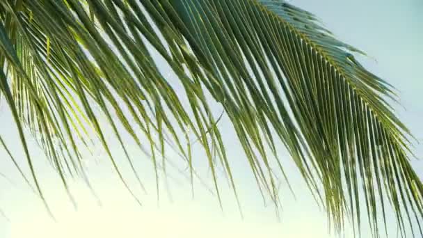 Close Folha Coco Tropical Palmeira Balançando Vento Câmera Lenta — Vídeo de Stock