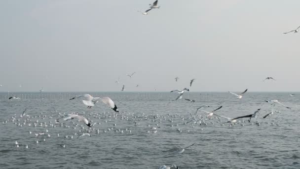 Grupo Aves Gaivotas Circulando Sobre Praia Rebanho Gaivotas Brancas Voando — Vídeo de Stock