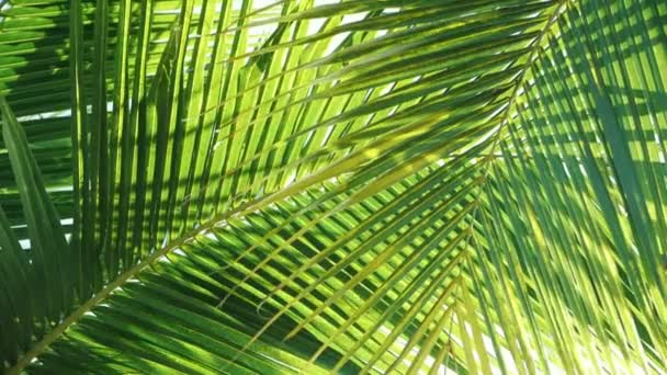 Tropical Coconut Palm Leaf Swaying Wind Sun Light Summer Background — Stock Video