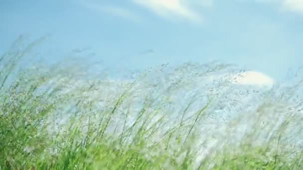 Silver Green Grass Flower Blowing Wind Natural Meadow Grass Slowly — Stock Video