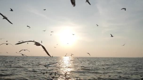 바다를 배경으로 동작으로 나르는 갈매기의 실루엣 — 비디오