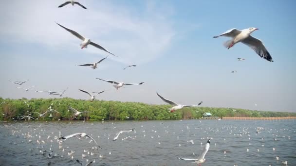 Group Birds Seagulls Circling Seashore Flock White Seagulls Flying Sea — Stock Video