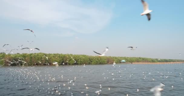 Grupo Aves Gaivotas Circulando Sobre Praia Rebanho Gaivotas Brancas Voando — Vídeo de Stock