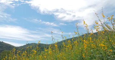 Bahçedeki sarı çiçeklerin manzarası mavi gökyüzü dağda, aykeneviri, ayçiçeği (Crotalaria juncea) çiçekleri.