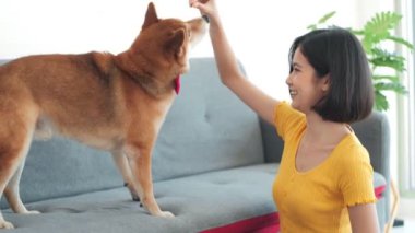 Asyalı kadın köpek maması tutuyor. Genç Asyalı kadın Shiba inu köpeğini evinde ağırlıyor. Evcil hayvan terapisi..