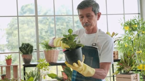 Homem Idoso Feliz Pulveriza Plantas Vasos Flores Velho Cuidando Planta — Vídeo de Stock