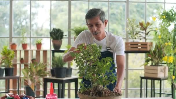 Sênior Feliz Homem Asiático Idoso Cortando Plantas Pulverizadas Bonsai Árvore — Vídeo de Stock