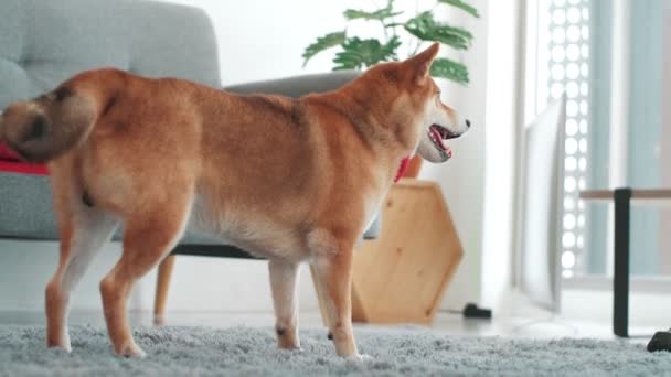 Shiba Inu Dog Executes Command Pet Obedience Workout Dog Sitting — Stock Video