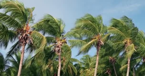 Groep Kokosnoot Boombladeren Waait Wind Met Blauwe Lucht Achtergrond — Stockvideo
